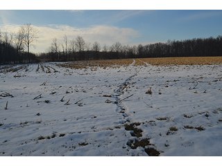 Property photo 5 - FARMLAND AUCTION, 60+/- Acres in 6 Tracts ranging from 4 to 20 acres & in combinations!